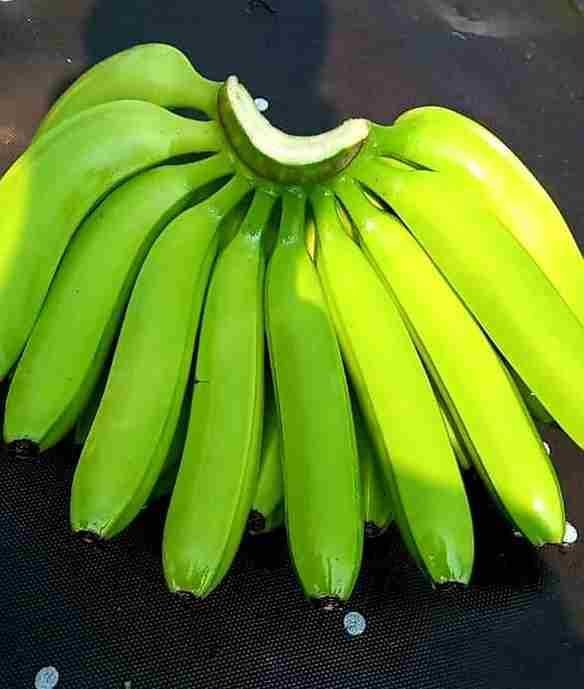 Cavendish banana